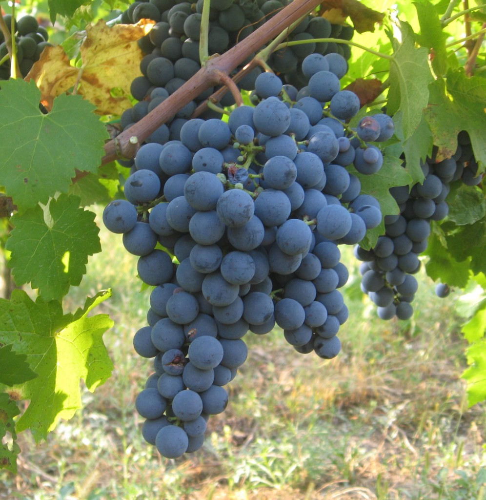 A bunch of Carmenere grapes