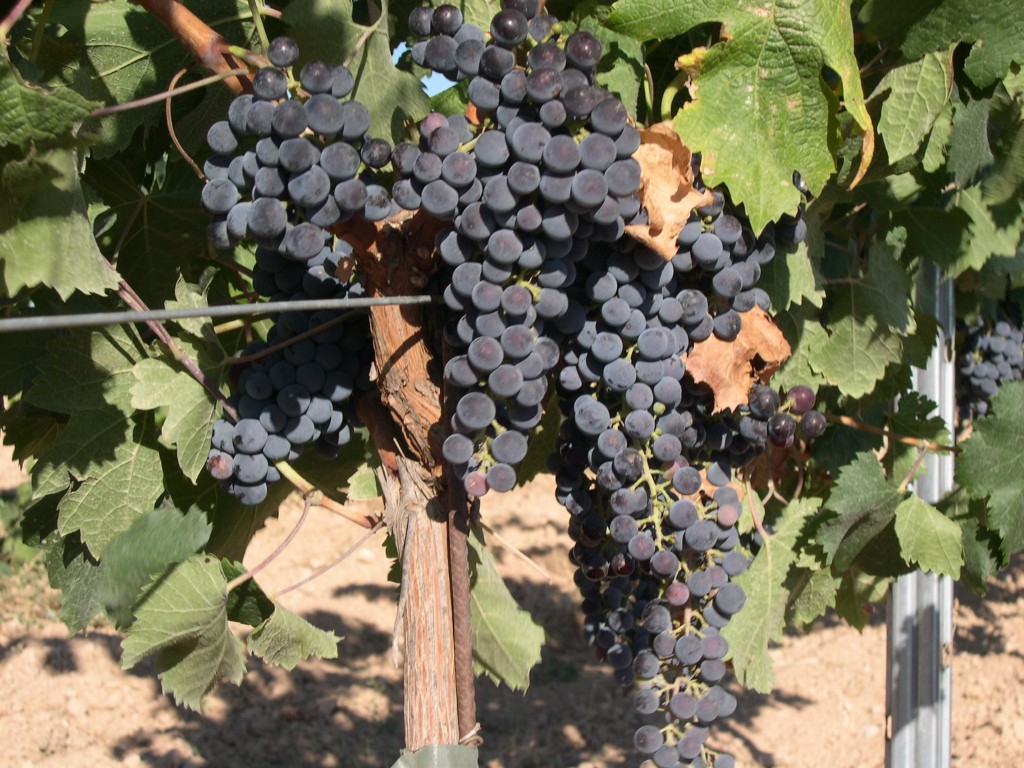 Bunch of Merlot Grapes